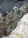 2008_12_12_Horseshoe_Falls_Shannock_045